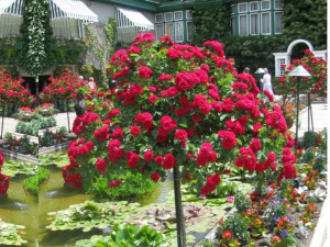 Róża Pienna 'rose' CZERWONA ZWISAJĄCA PREMIUM