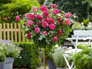 Róża Pienna 'rose' RÓŻOWA