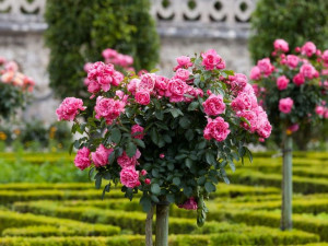 Róża Pienna 'rose' RÓŻOWA ANGIELSKA