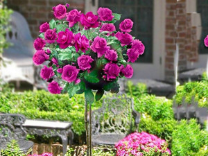 Róża Pienna 'Rose' RÓŻOWA DUŻY KWIAT