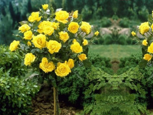 Róża Pienna 'rose' ŻÓŁTA DUŻY KWIAT