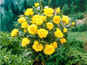 Róża Pienna 'rose' ŻÓŁTA PACHNĄCA