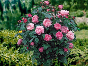 Róża pienna Rosa' RÓŻOWA DUŻY KWIAT/ I gat. 2oczka