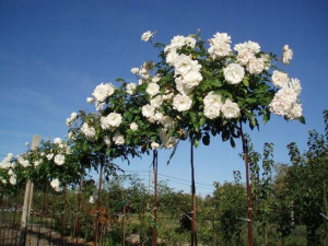 Róża pienna Rose 'Biała'