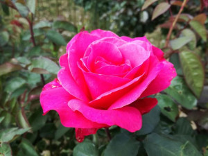 Róża pienna Rose 'Biskupia'