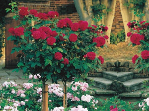 Róża pienna Rose 'Bordowa'