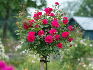 Róża pienna Rose 'Czerwona Mini'