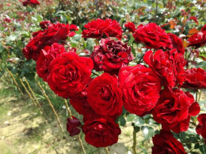 Róża pienna Rose 'Czerwona'