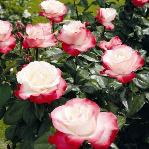 Róża pienna Rose 'Dwukolorowa' Bordowo-Żółta