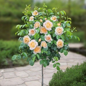 Róża pienna Rose 'Herbaciana'