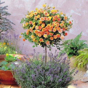 Róża pienna Rose 'Morelowa'