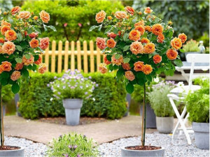 Róża pienna Rose 'Pomarańczowa'