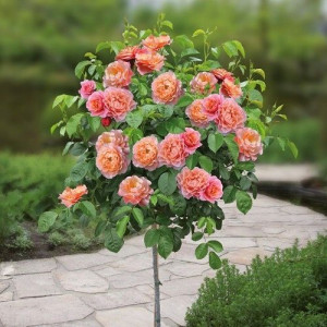Róża pienna Rose 'Pomarańczowa'