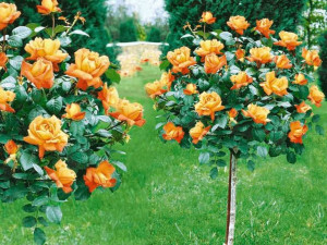 Róża pienna Rose 'Pomarańczowa' I gat. 2 oczka