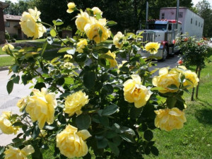 Róża pienna Rose 'Żółta Pachnąca' I gat. 2 oczka