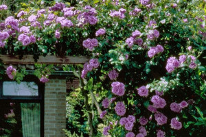 Róża pnąca 'Rosa arvensis ' NIEBIESKA