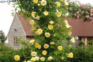Róża pnąca 'Rosa arvensis ' ŻÓŁTA