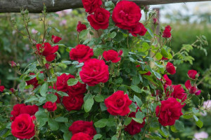 Róża pnąca 'Rosa arvensis 'CZERWONA SZALKOWATA