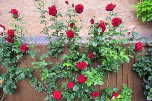 Róża Pnąca 'Rosa arvensis' CZERWONA DUŻY KWIAT