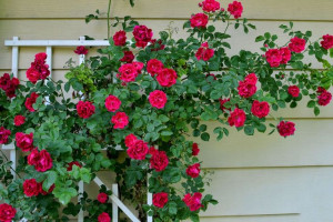 Róża Pnąca 'Rosa arvensis' CZERWONA PERGOLA