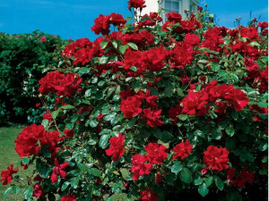 Róża pnąca 'Rosa arvensis' DON JUAN