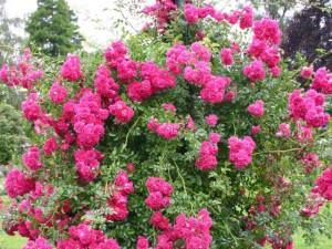 Róża pnąca 'Rosa arvensis' EXCSELSA