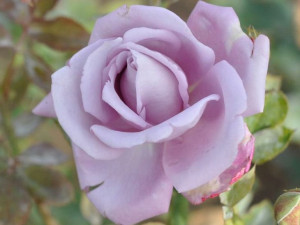 Róża pnąca 'Rosa arvensis' INDIGOLETTE