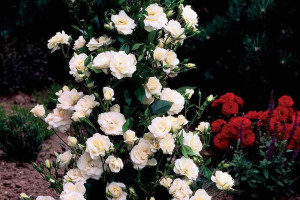 Róża Pnąca 'Rosa arvensis' KREMOWA