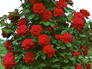 Róża pnąca 'Rosa arvensis' MUSZIMARA