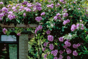 Róża Pnąca 'Rosa arvensis' NIEBIESKA