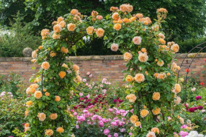 Róża Pnąca 'Rosa arvensis' POMARAŃCZOWA