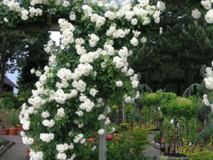 Róża pnąca Rosa arvensis 'Biała'
