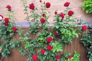 Róża pnąca Rosa arvensis 'Czerwona Duży Kwiat'