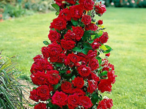 Róża pnąca Rosa arvensis 'Czerwona Stożek'