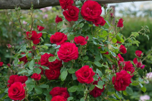 Róża pnąca Rosa arvensis 'Czerwona Szalkowata'