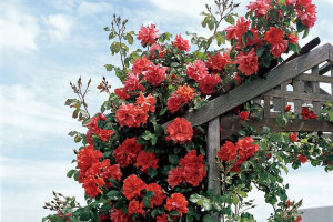 Róża pnąca Rosa arvensis 'Pomarańczowa Stożek'