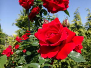 Róża pnąca Rosa arvensis' CZERWONA Pergolowa-pełna