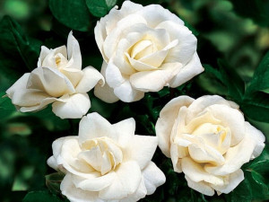Róża rabatowa 'Rosa multiflora ' BIAŁA