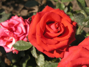 Róża rabatowa 'Rosa multiflora ' CZERWONA MINI