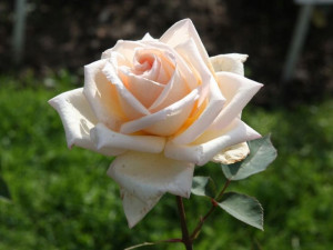 Róża rabatowa 'Rosa multiflora ' ECRI