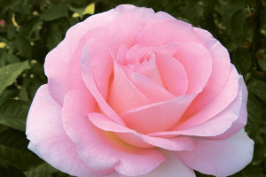 Róża Rabatowa 'Rosa multiflora ' RÓŻOWA