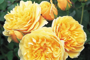 Róża Rabatowa 'Rosa multiflora ' ŻÓŁTA
