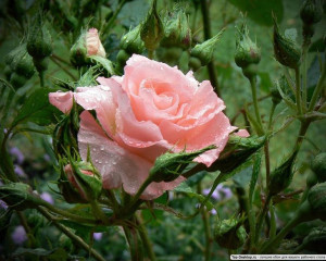 Róża Rabatowa 'Rosa multiflora ' ŁOSOSIOWA