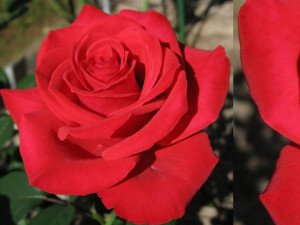 Róża Rabatowa 'Rosa multiflora 'CZERWONA