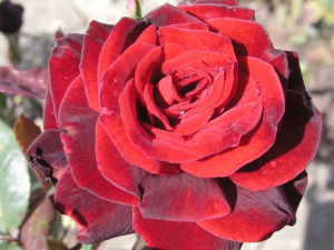 Róża rabatowa Rosa multiflora 'Bordowa'