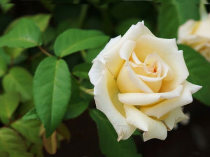 Róża rabatowa Rosa multiflora 'Kremowa'