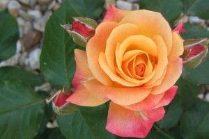 Róża rabatowa Rosa multiflora 'Pomarańczowa'