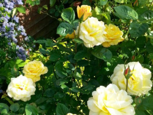 Róża wielkokwiatowa 'Rosa' ARTUR