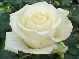 Róża Wielkokwiatowa 'Rosa' BIAŁA