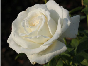Róża wielkokwiatowa 'Rosa' BIAŁA SZLACHETNA